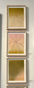 Expansion (Floral)